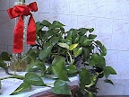 امروز فهمیدم که اسم این گیاه آپارتمانی محبوب هست "Pothos"، اما ما بهش می‌گیم لوبیا!