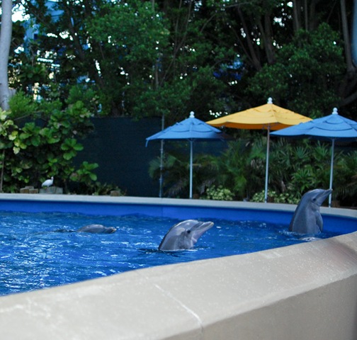 [dolphin nursery 2 (1 of 1).jpg]