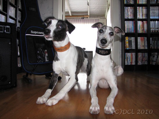 [MojoMiloCollar[3].jpg]