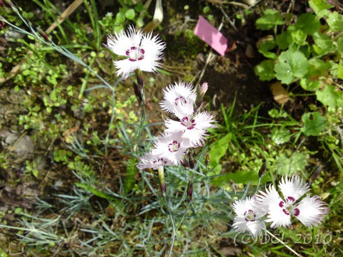 [Dianthus[3].jpg]