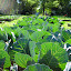 jferris42's Dragonfly Farm garden