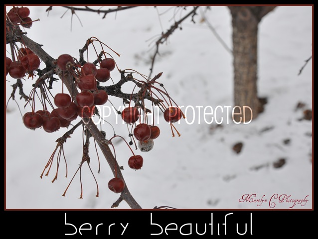 [Berry Beautiful CP[2].jpg]