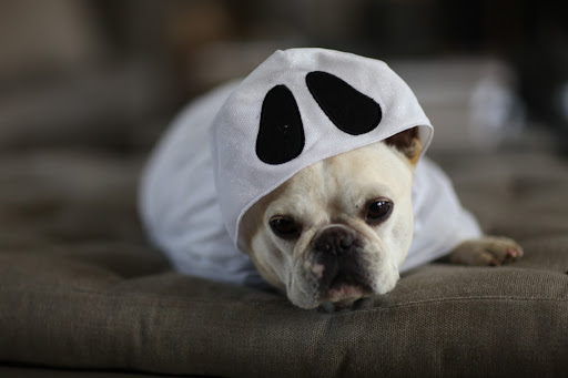 Well, you're the fashion maven. Since I'm a fawn-colored Frenchie, maybe this ghost costume suit me better?