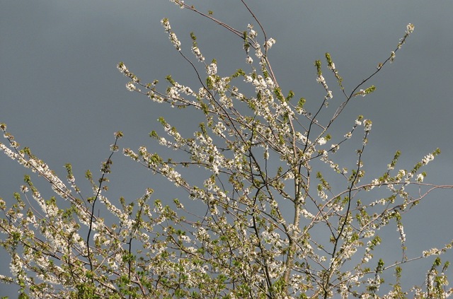 [20100503 Prunus avium South View 5[7].jpg]
