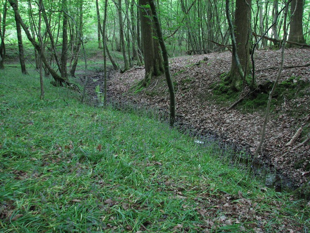 [20080516 Brede High Woods 5b distribution of bluebells 038[5].jpg]