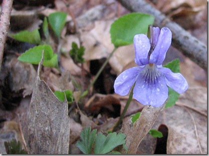 20090326 BHW 9a Viola reichenbachiana 024