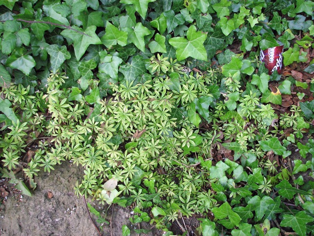 [20090715 Woodruff Hollington Park Road[4].jpg]