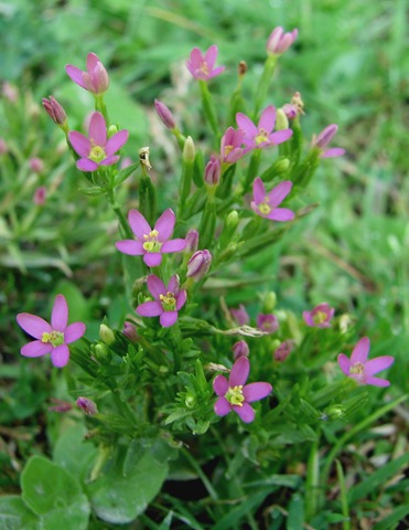 [20090810 BHW Centaurium pulchellum[3].jpg]