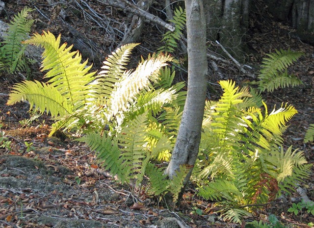 [20090925 Killingan Coppice autumn ferns[3].jpg]