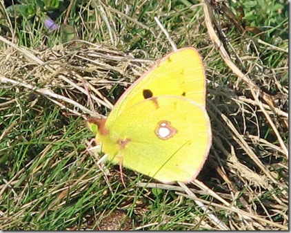 20090926 BHW Clouded Yellow