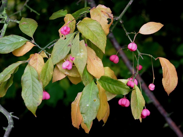 [20101029 BHW spindle berries[4].jpg]