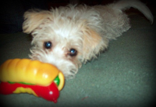 Maltese+shitzu+cross+jack+russell