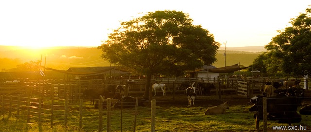 [Brazilian sunrise[8].jpg]