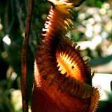 pitcher plant