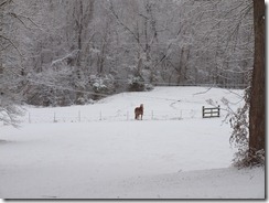 baby jack and snow 019