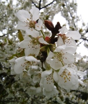 [cherry_2008_300[3].jpg]