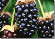 blackberry_marionberry_150
