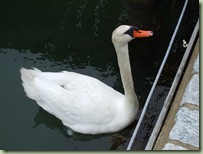 DSCF8953