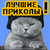 animação gatinho russo