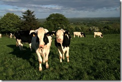 merge_vaca_leche merge_vaca_leche