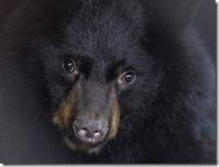 oso_alaska oso_alaska