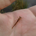 Damselfly