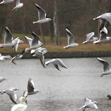 CRW_4394.jpg