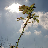 CRW_5937.CRW