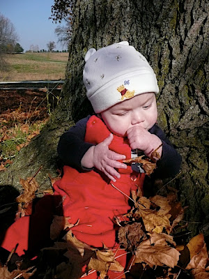 Leaves... what a wonderful noise you make! Maybe I should eat you!