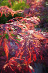 Japansk blodlönn
Acer palmatum `Garnet`
