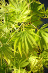Japansk lönn

Acer palmatum 'Omure uama'