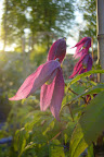 Alpklematis

Clematis alpina 'Ruby'