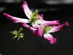 Mandelklematis

            Clematis triternata 'Rubromarginata'