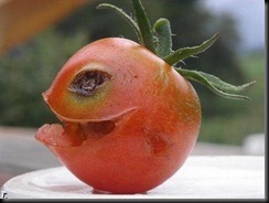 tomato