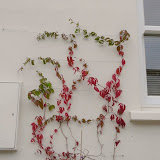 House + Garden