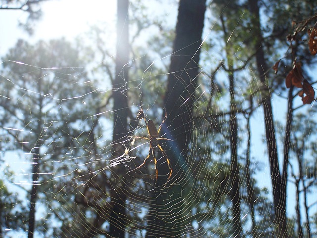 [Here is our pretty spider we saw![2].jpg]
