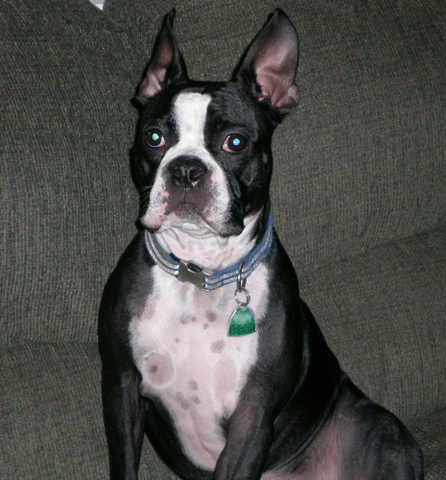 [eddie front view[2].png]