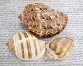 [shells pixiesupplies[3].jpg]