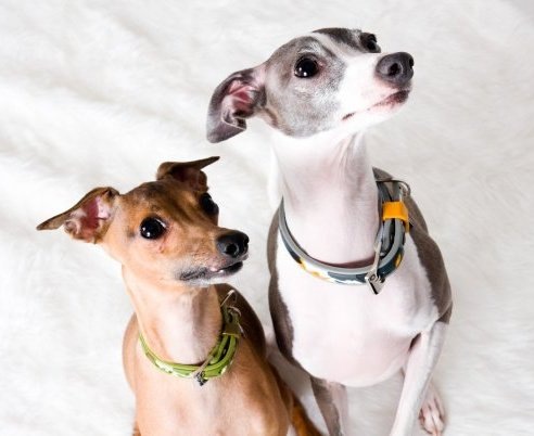 [nash and ruger[5].jpg]