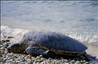 [GreenSeaTurtle3.jpg]