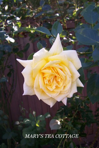 [yellow single rose[10].jpg]