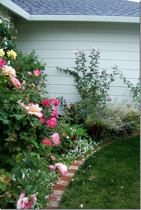 front yard roses