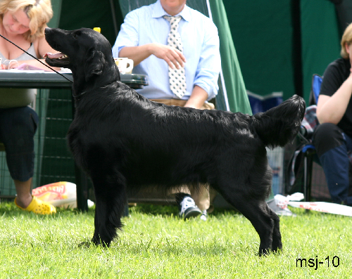 ak-hannhund2.jpg