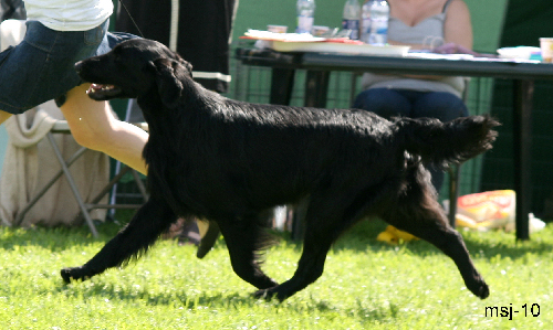 chk-hannhund13.jpg