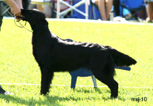 Flat Garden's Gyda XVIII