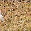 Indian Pond Heron