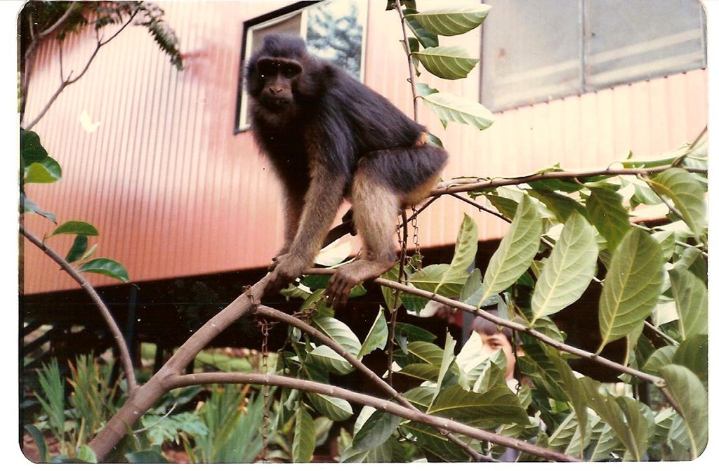 [Sulawesi ape[3].jpg]
