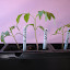 Tomato 'Pink Ping Pong' (Pruned) 