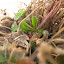 Alpine Strawberry 