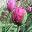 Tulip - Abigail 